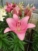 [5063 Lady Luck No01.JPG]